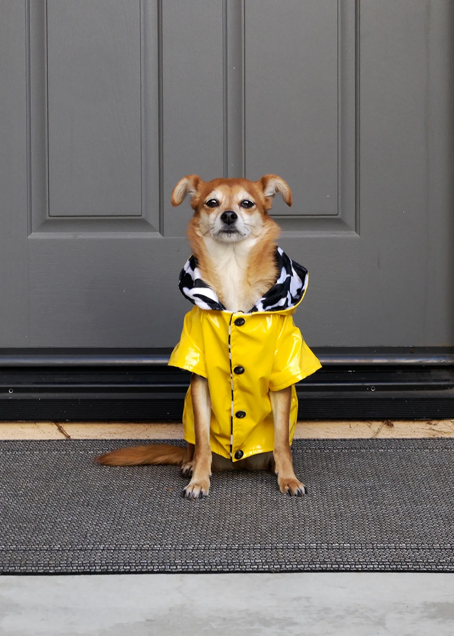 YELLOW RAINCOAT WITH ZEBRA STRIPE INTERIOR